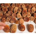 Soft Touch Counting Cone Minis (1Kg)